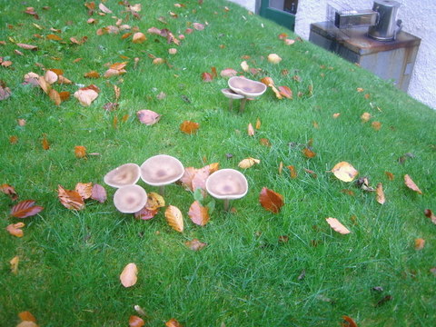 Fungi 2.JPG